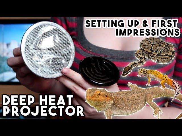 Installing The Deep Heat Projector For My CRESTED GECKO!