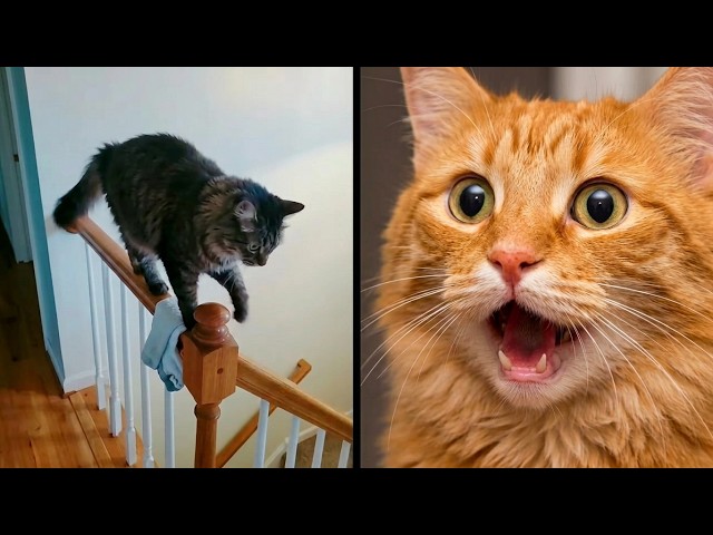 This Is Your Daily Dose Of Cats | Day 109