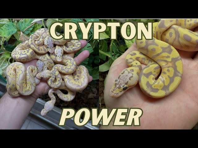 WHAT JUST HATCHED?! 😱 This pairing is incredible