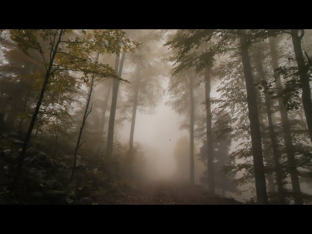 Virtual Drive Foggy Autumn Forest / Relaxing Rain Sound