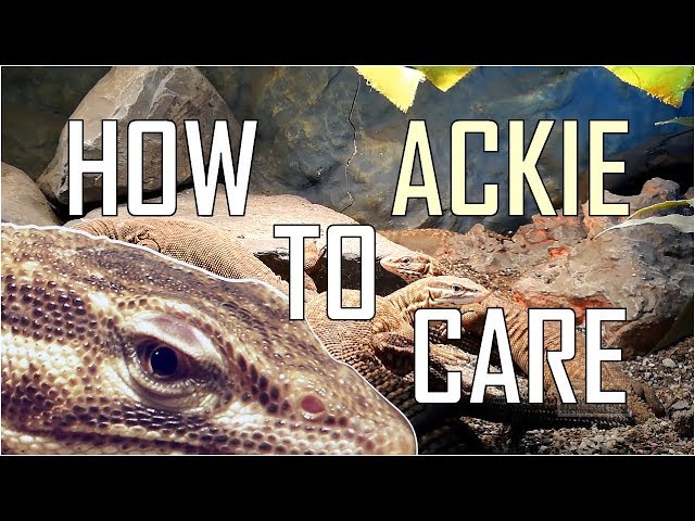 Ackie Monitor (Varanus Acanthurus) BASIC CARE - ProjectPet