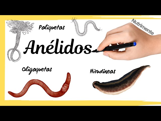 Phylum Annelids (Polychaetes, Oligochaetes and Hirudinea)