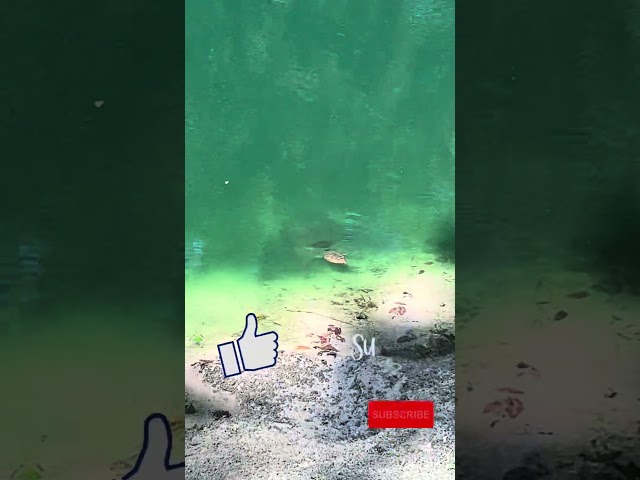 #shorts - Entrepreneurial Wisdom: Listening to All for Insights - The Passive Money Plan - #wisom