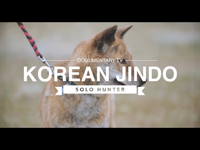 DISCOVER THE KOREAN JINDO: NATURE'S FEARLESS HUNTER