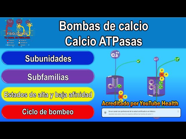 Bombas de calcio o calcio ATPasas