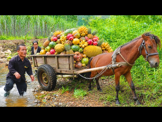 Giant Python Attacks Horse as Dwarf Family Harvests Sugarcane | Survival Story