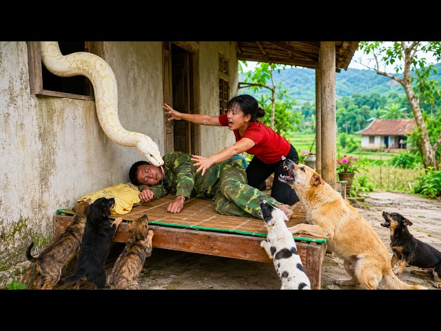 72 Hours Survival: Giant Python Invades Their Home — Can They Escape Before It’s Too Late?