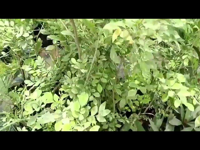 Government nurseries in Indore