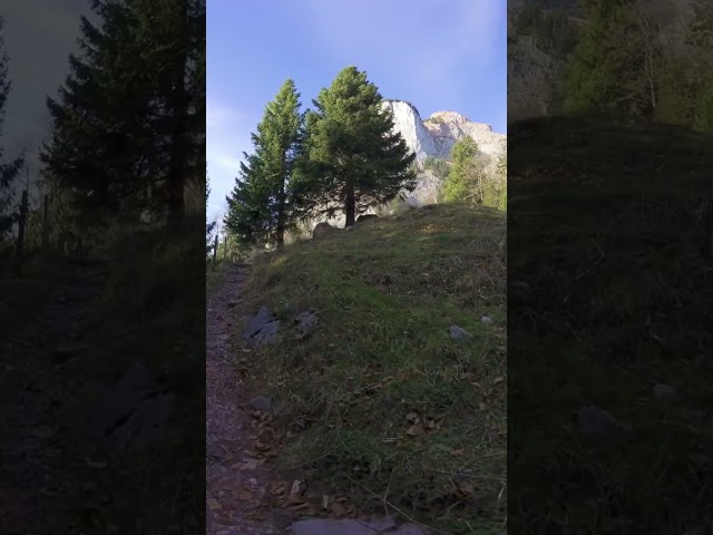 Enchanting Swiss Autumn Forest Journey Obdorf Mythenbad