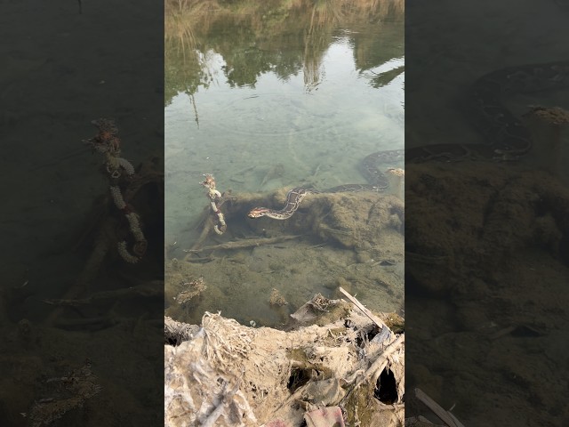पानी में अजगर 🐍 की रफ़्तार देखो 😱