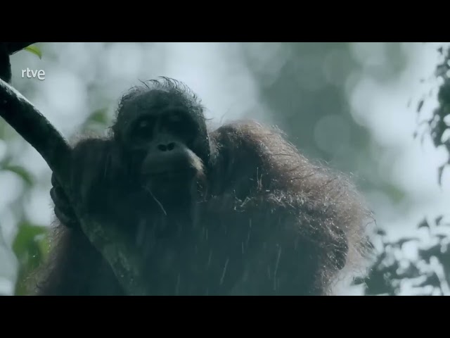 BORNEO, EL EDÉN ASCENTRAL DE LA TIERRA   DOCUMENTAL de ANIMALES HD   Somos Documentales