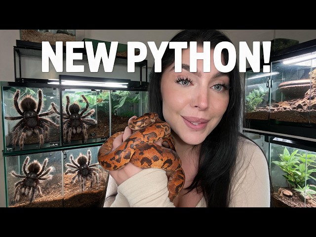 EmjayPlayss I Bought A New Python... And My Spiders Are Already Mad 🐍🕷️ (Unmuted)