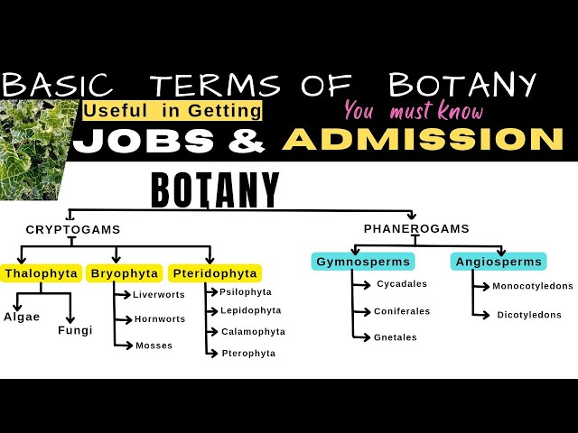 Botany Basic Terms asked in Job and Admission Interviews | Info Biodiversity