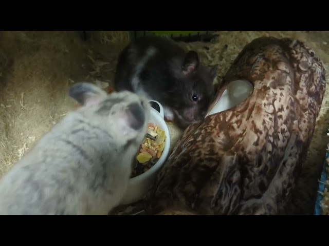 Hamster Vergesellschaftung 💜 | 🐹 Petiversum