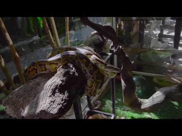 Scary Snake Hissing Loudly and Striking FAST