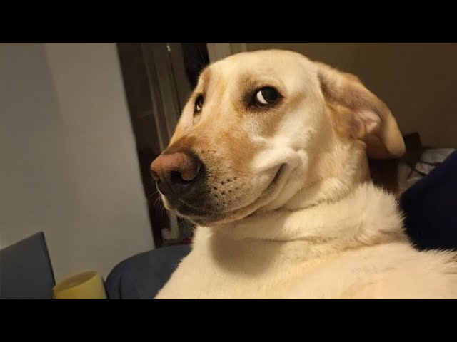 Los labradores más divertidos del mundo 🤣 Energía de cachorro para siempre ⚡