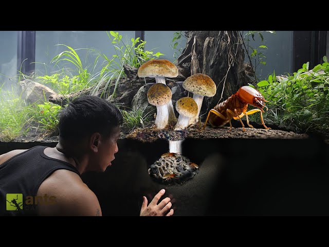 First in the World to Grow Mushrooms Using Termites in My Giant Vivarium