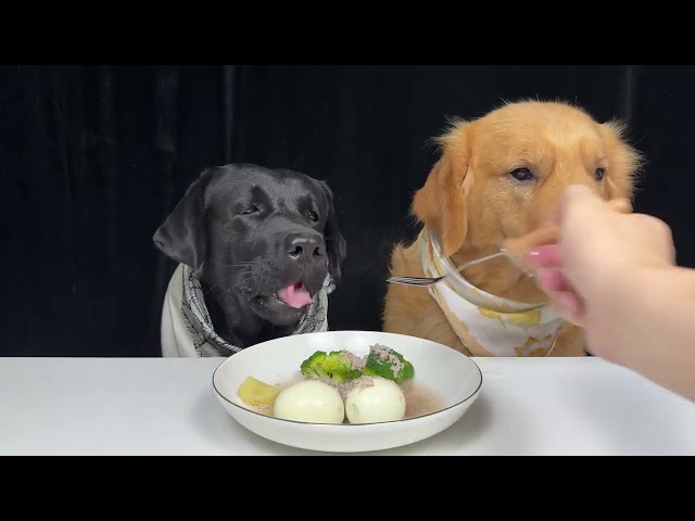 You Take the Bowl I'll Handle Quality Control. Labrador and Golden. Cute Pet Debut Plan