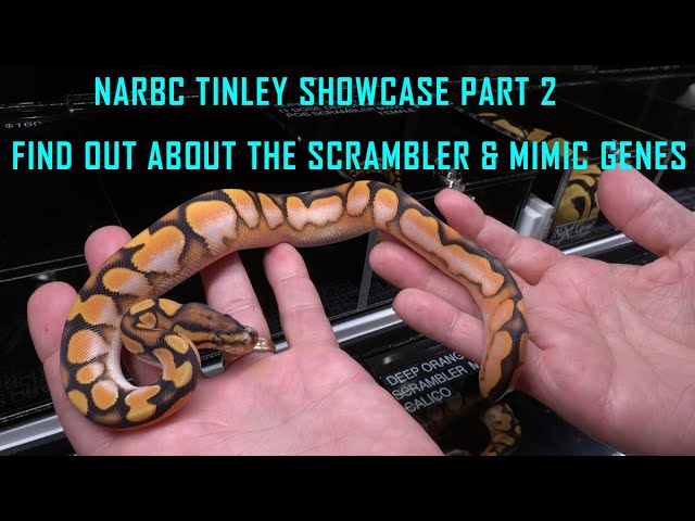 The Tinley Showcase Part 2 (OCT 2023)...MIMIC, SCRAMBLER, EL DIABLO, DG COMBOS, & MORE!!!