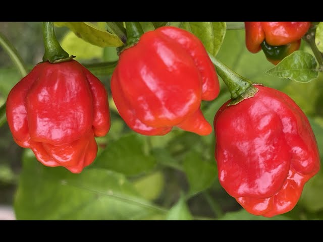 UP CLOSE - Trinidad "Butch T" Scorpion Super Hot Pepper