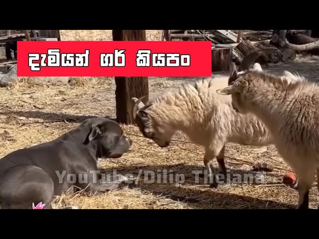 දැමියුන් ගර් එක කෙළ උනා, Dilip Thejan dubbing  dami un garr dog and sheep sinhala dub දිලිප් තේජන