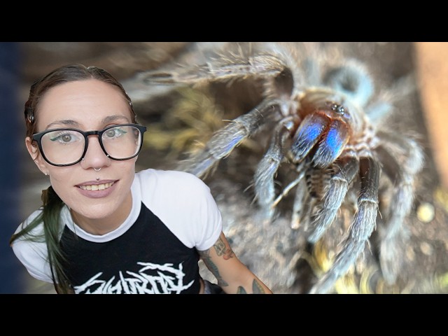 Confusing RARE Tarantula Rehousing - Unclassified & Reclassified Species!!