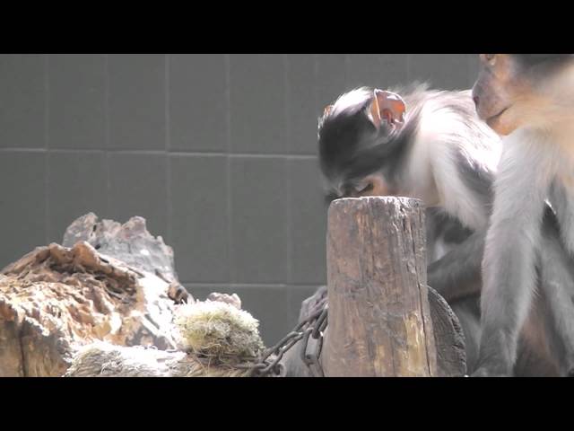 PREPARING FOOD - Trophic behaviors - Individual