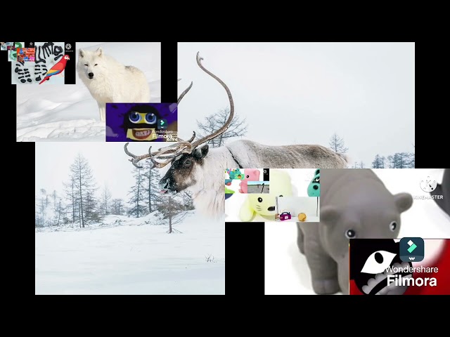Preview 2 Funny All Polar animals