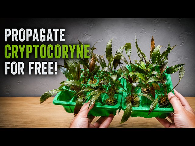 How I Grow ENDLESS Cryptocoryne For FREE? My Crypt propagation method step by step!