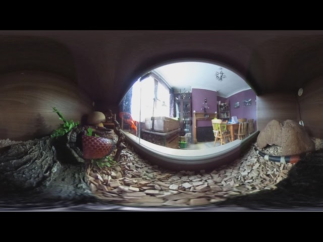 In the snake tank - 360° video