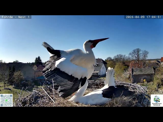Otto im Anflug mit 2 Störchen im Schlepptau - Storchennest Fohrde - 09.04.2026