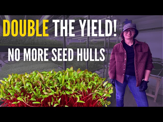 How to Grow Beet Microgreens (Higher Yields & ZERO Seed Hulls)