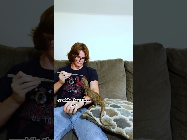 How to tame an aggressive Monitor Lizard! #lizard #reptiles #diy #monitorlizard #keeper #reptilelife