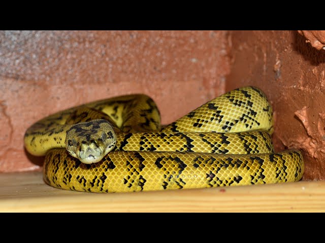 African Rook Python tries to Enter  Home