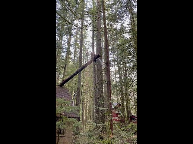 When A Crane or A Bucket Truck Doesn't Reach... #nature #tree #shorts #forest #stihl