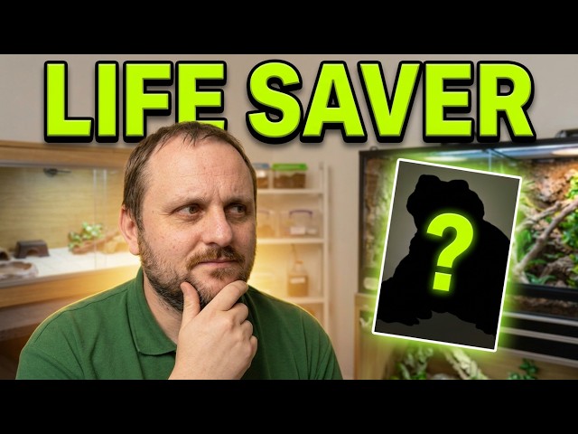 5 Things Every Reptile Keeper Should Have (You Probably Already Own Them!)