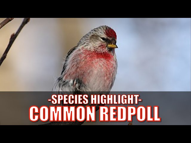 Species Highlight #7 - Common Redpoll 