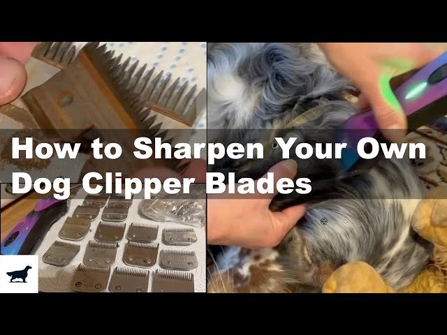 How to Sharpen Your Own Dog Clipper Blades