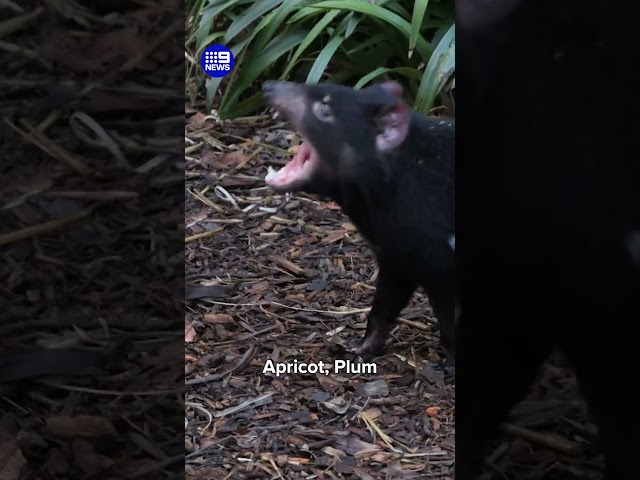 Melbourne Zoo's new Tassie Devils | 9 News Australia