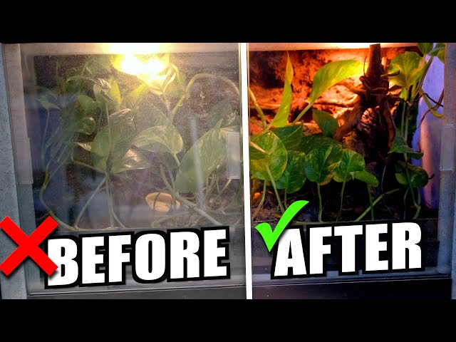 Are You Properly Cleaning Your Reptile Tanks?