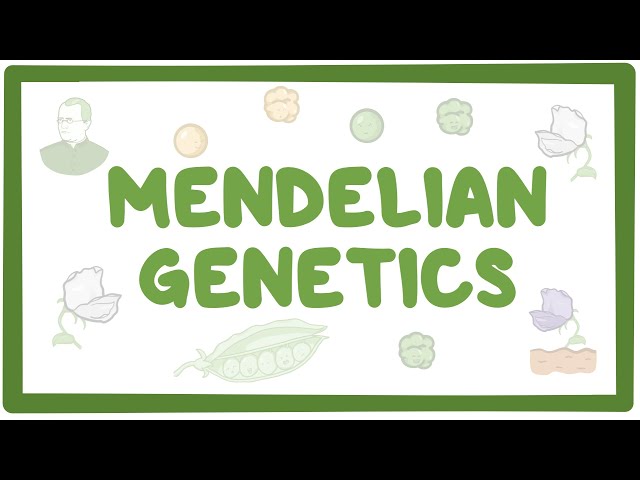 Mendelian genetics and Punnett squares