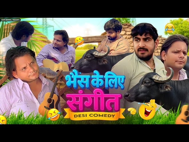 DHEERU KI BHAIS || भैस के लिए संगीत 