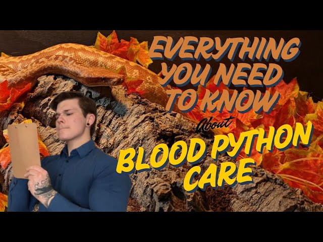 The COMPLETE Blood Python Care Guide