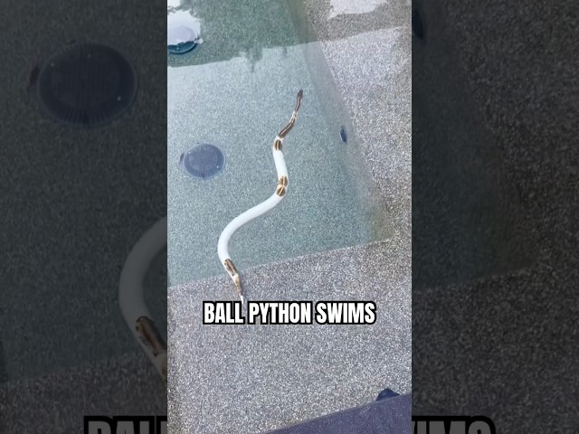 BALL PYTHON SWIMMING😍