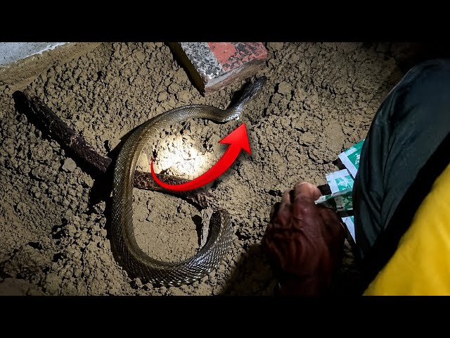 Dangerous snake appears at night 😱 Rescue Team arrives to catch it | Snake Rescue 🐍