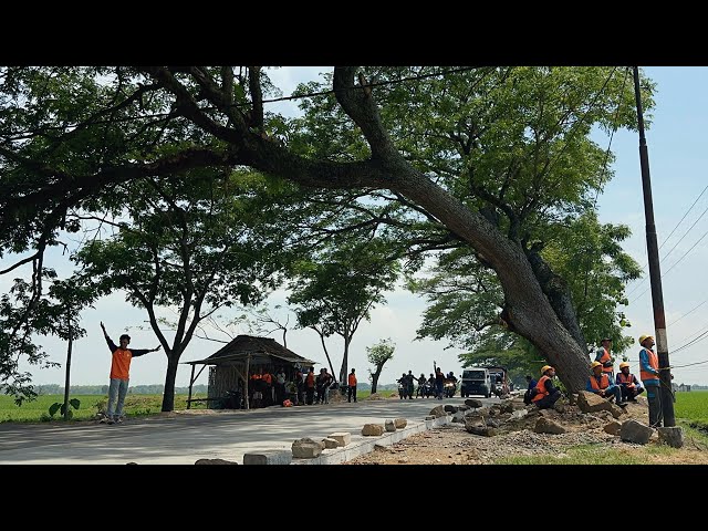 Very dangerous ‼️Cutting down trees across the middle of the highway.