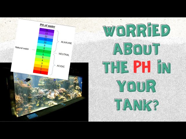 Mastering Aquarium 🧪 pH: Easy Tips for Healthy Fish! 🐟