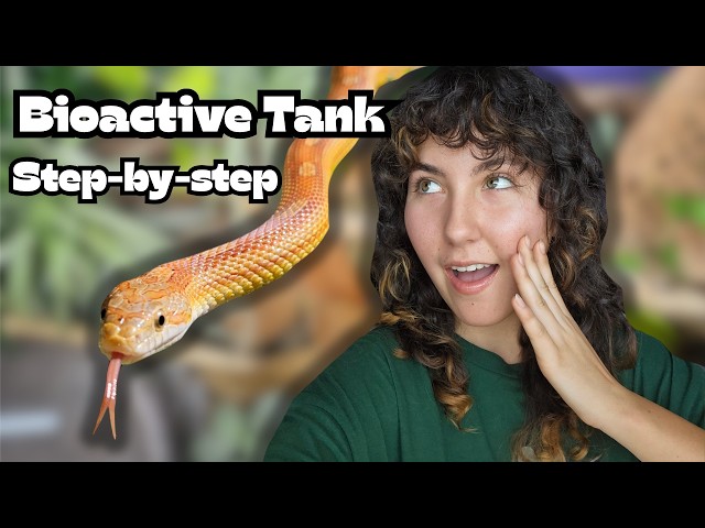 How to Set Up a Bioactive Tank for Corn Snakes