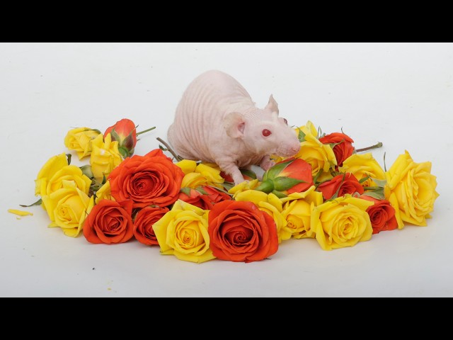 My pet rat Feta has a Upper Respiratory Infection
