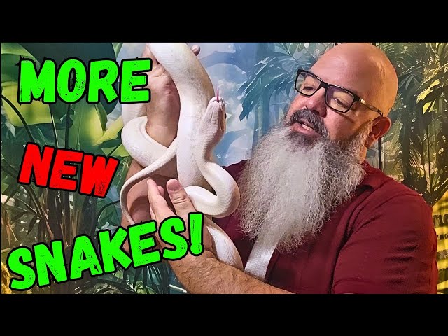 Unboxing TWO NEW Snakes & Trying to Solve a Big Problem in the Reptile Room.
